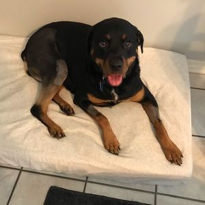 My fur baby needs her 2nd knee surgery done.